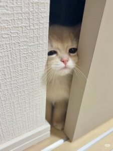 Bị Chồng Vứt Bỏ