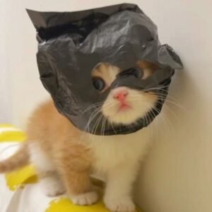 Ngày Đi Đăng Ký Kết Hôn