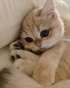 SUẤT TĂNG LƯƠNG