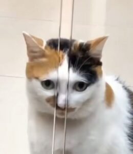 ANH Ở TRONG NHÀ TÔI