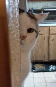 CHUYỆN TÌNH CÂY LỰU